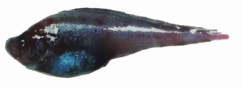 Rhynchogadus hepaticus_0llll.jpg